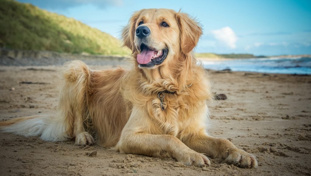 Golden Retriever