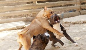 How Fighting Dogs Are Trained