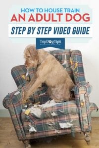 How To Housetrain An Adult Dog Video