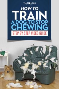 How To Train A Dog To Stop Chewing Video