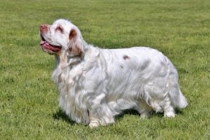 Clumber Spaniel