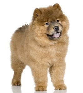 Chow Chow