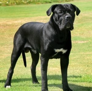 Cane Corso