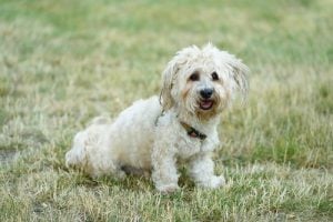 Low-Cost Dog Breeds