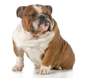 English Bulldog