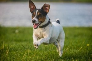 Low-Cost Dog Breeds