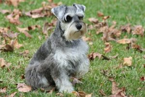 Low-Cost Dog Breeds