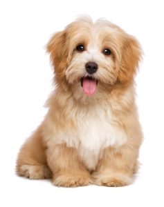 Low-Cost Dog Breeds