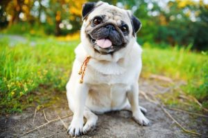 Low-Cost Dog Breeds