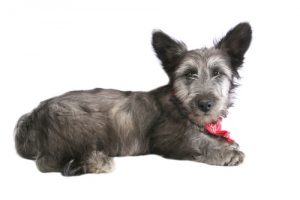 Low-Cost Dog Breeds