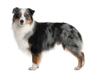 Low-Cost Dog Breeds