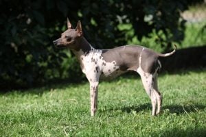 Low-Cost Dog Breeds