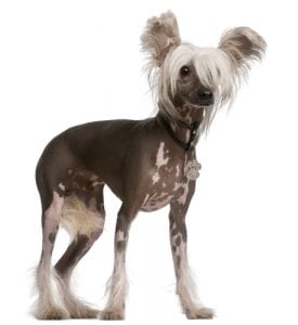 Low-Cost Dog Breeds