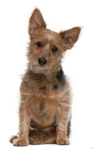 Australian Terrier