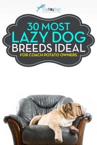 Most Lazy Dog Breeds Perfect for a Couch Potato Owner