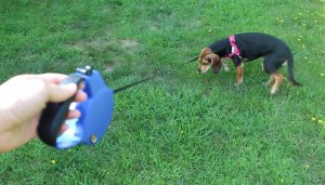 OLLIN Retractable Dog Leash Review