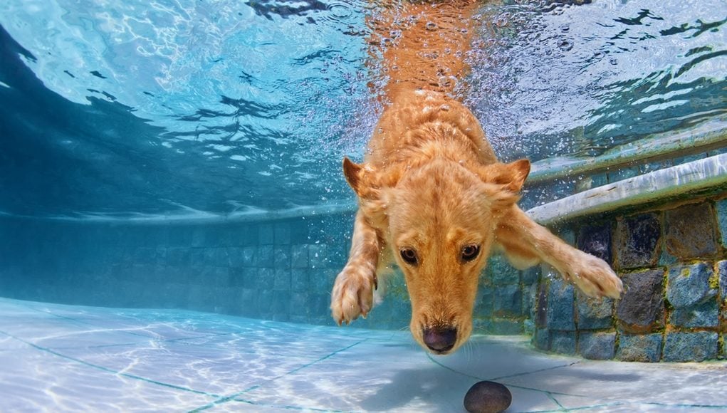 Pool Dangers For Dogs