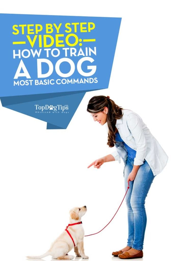 Tips on How To Train A Dog Basic Commands