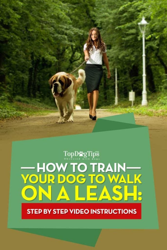 Tips on How To Train A Dog To Walk On A Leash