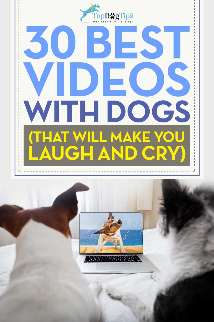 Top Best Dog Videos