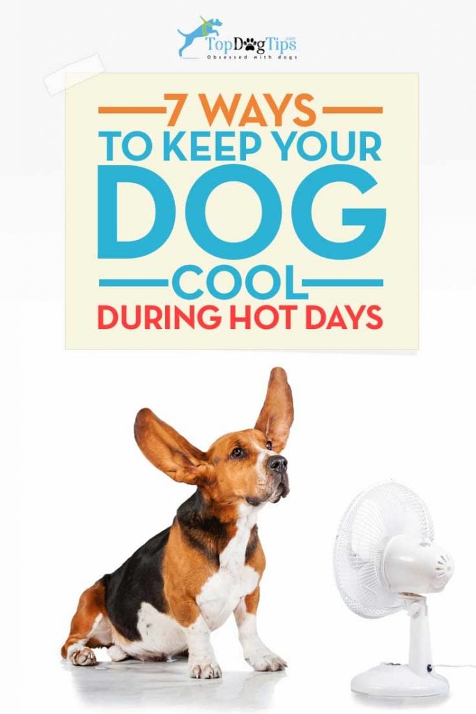 Ways to Keep Your Dog Cool in Summer