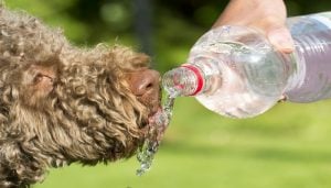 Ways to keep your dog cool in summer