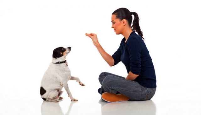 best dog training treats