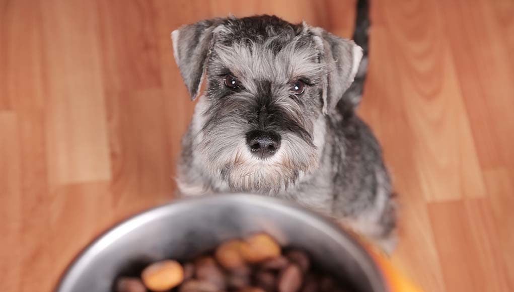 5 Best Dog Foods for Schnauzers