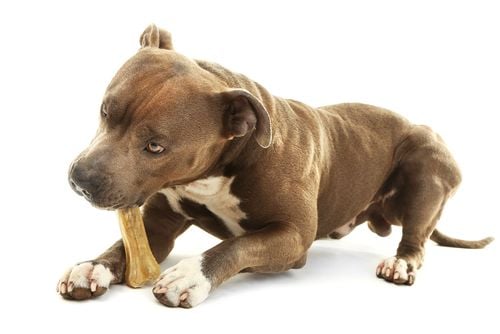 American Staffordshire Terrier