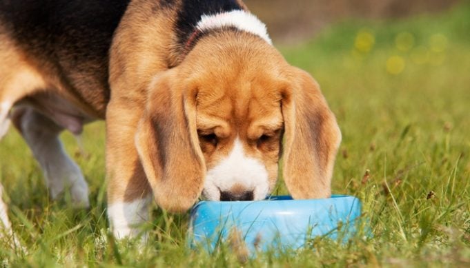 Best Collapsible Dog Bowl to bring at the dog park