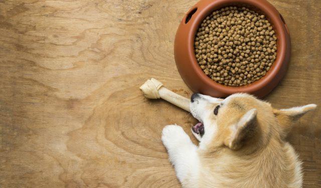 best dog food for corgis