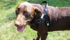 How To Measure For and Choose the Right Dog Harness