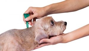 Fleas and Parasites Costs: $120-$600 Annually