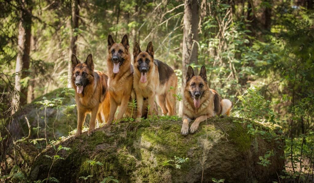 German Shepherd wolf dog breeds