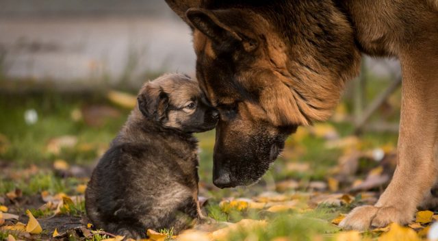 German Shepherd Breed Profile