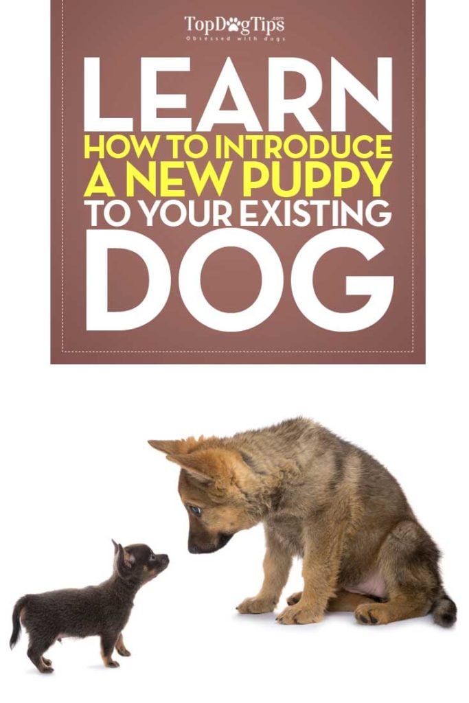 Guide on How To Introduce Your Puppy To An Existing Dog