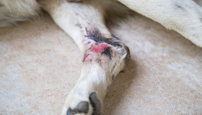 dog with open lesion