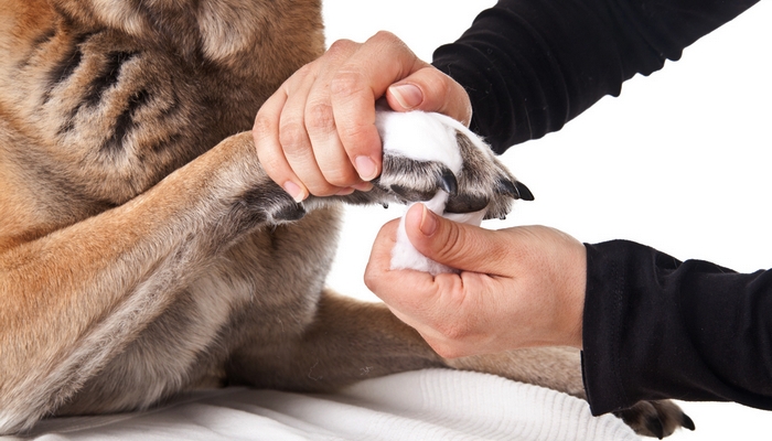 bandaging a dog paw