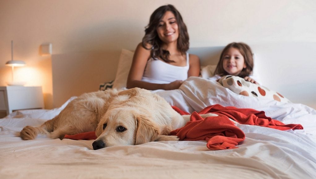 How To Help A Dog Get Onto A Bed