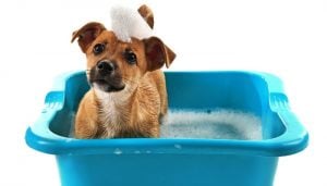 How To Make Dog Shampoo at Home