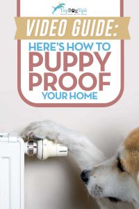 How To Puppy Proof Your Home Video