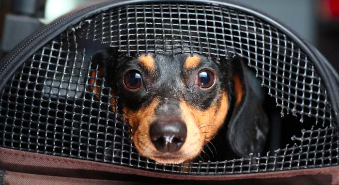 How to Choose the Best Crate Types for Dogs in Your Home