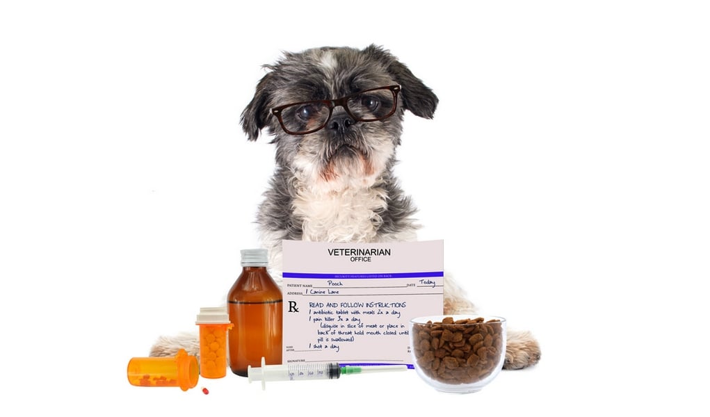 Probiotics For Dogs