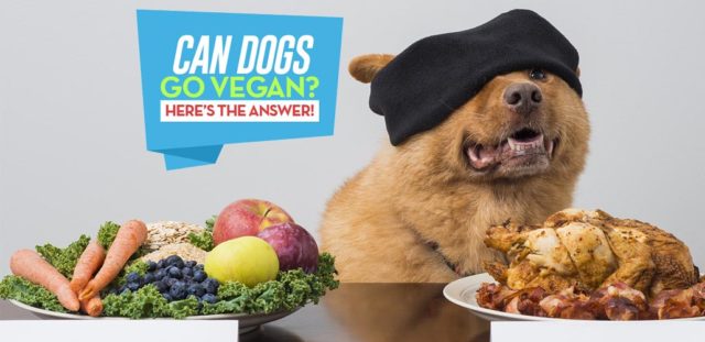 The Vegan Dog - Can Dogs Be Vegan or Vegetarian