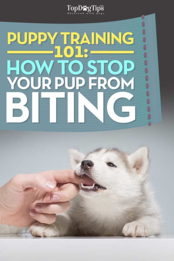 Tips on How To Stop A Puppy From Biting Video