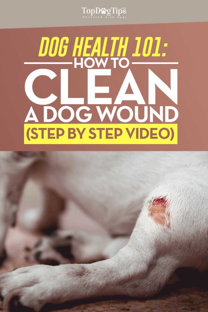 Tips on How to Clean a Dog Wound