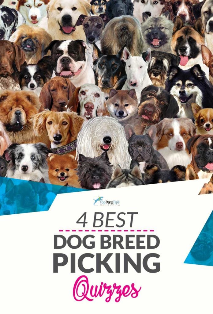 Top 4 Best Dog Breed Quizzes