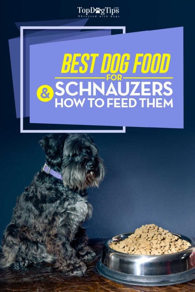 Top 5 Vet Recommended Best Dog Food for Schnauzers