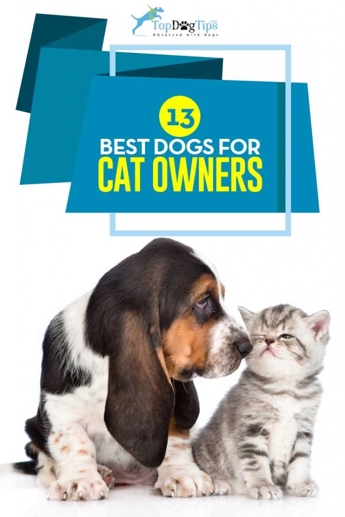 Top Best Dogs for Cats