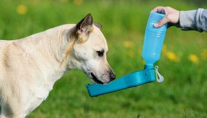 Best Dog Water Bottles